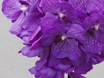 �A�b�v���t�����[�Y